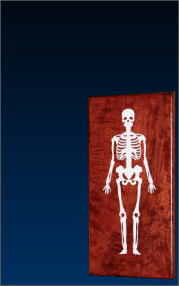 american_anatomical001005.jpg