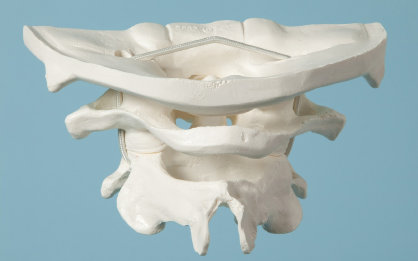 american_anatomical004002.jpg