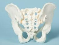 american_anatomical004012.jpg