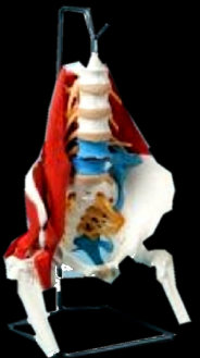 american_anatomical004014.jpg
