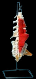 american_anatomical004017.jpg