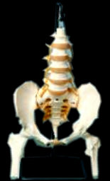 american_anatomical004020.jpg