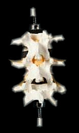 american_anatomical004029.jpg