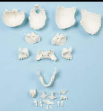 american_anatomical005003.jpg
