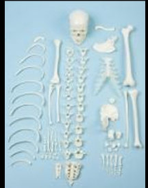 american_anatomical005004.jpg