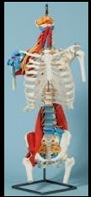 american_anatomical005005.jpg