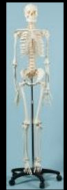 american_anatomical005009.jpg