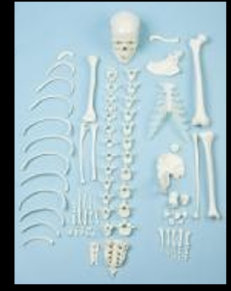 american_anatomical005011.jpg