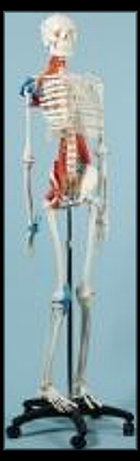 american_anatomical005014.jpg