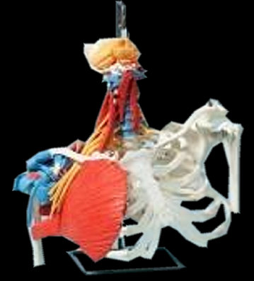 american_anatomical005017.jpg