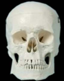 american_anatomical005023.jpg