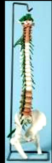 american_anatomical006003.jpg