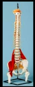american_anatomical006007.jpg