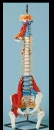 american_anatomical006009.jpg
