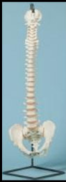 american_anatomical006012.jpg