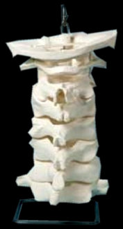 american_anatomical007002.jpg