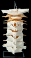 american_anatomical007005.jpg
