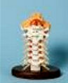 american_anatomical007008.jpg