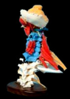 american_anatomical007011.jpg