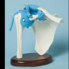 american_anatomical008002.jpg