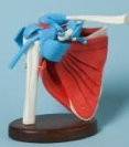american_anatomical008005.jpg