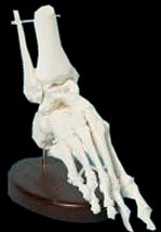 american_anatomical009004.jpg
