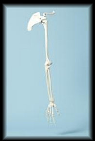 american_anatomical009005.jpg