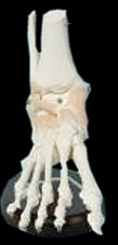 american_anatomical009009.jpg