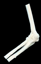 american_anatomical009012.jpg