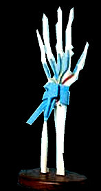 american_anatomical009014.jpg