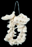 american_anatomical011001.jpg