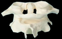 american_anatomical011004.jpg