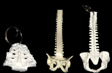 american_anatomical011008.jpg