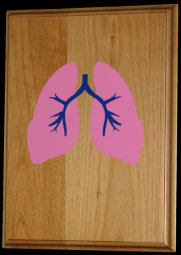 american_anatomical013001.jpg