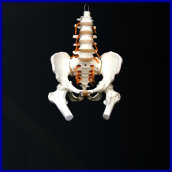 pelvis,pelvis model