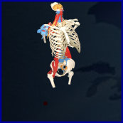 skeleton model,torso model