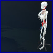 skeleton,skeleton model